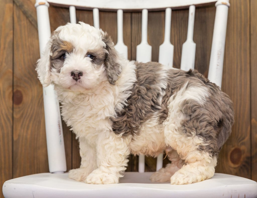 A picture of a Alf, one of our Mini Bernedoodles puppies that went to their home in Minnesota 