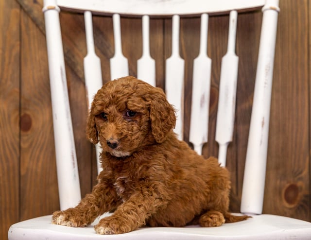 A picture of a Zeke, one of our Mini Goldendoodles puppies that went to their home in Nebraska