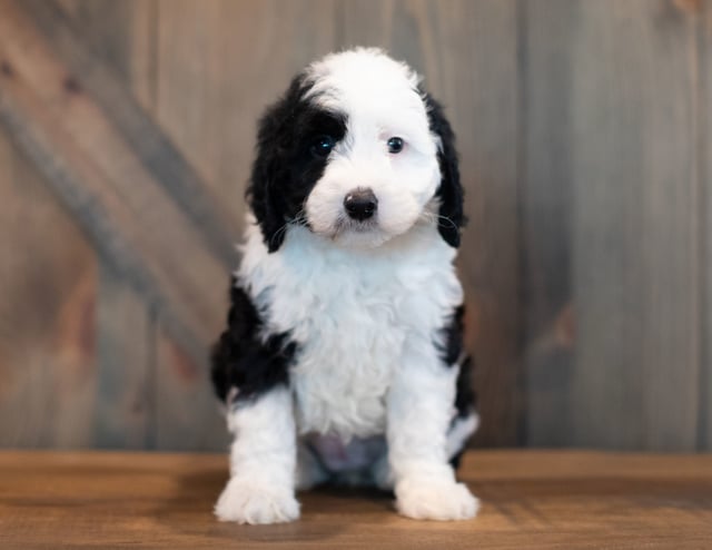 A picture of a Ursa, one of our Mini Sheepadoodles puppies that went to their home in Illinois