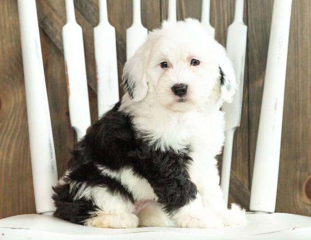 Josie is an F1 Sheepadoodle that should have  and is currently living in Massachusetts 