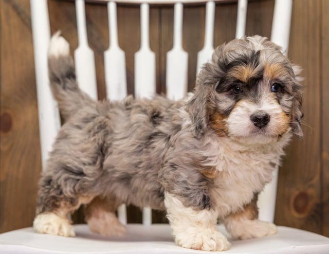 A picture of a Axel, one of our Mini Bernedoodles puppies that went to their home in Kentucky