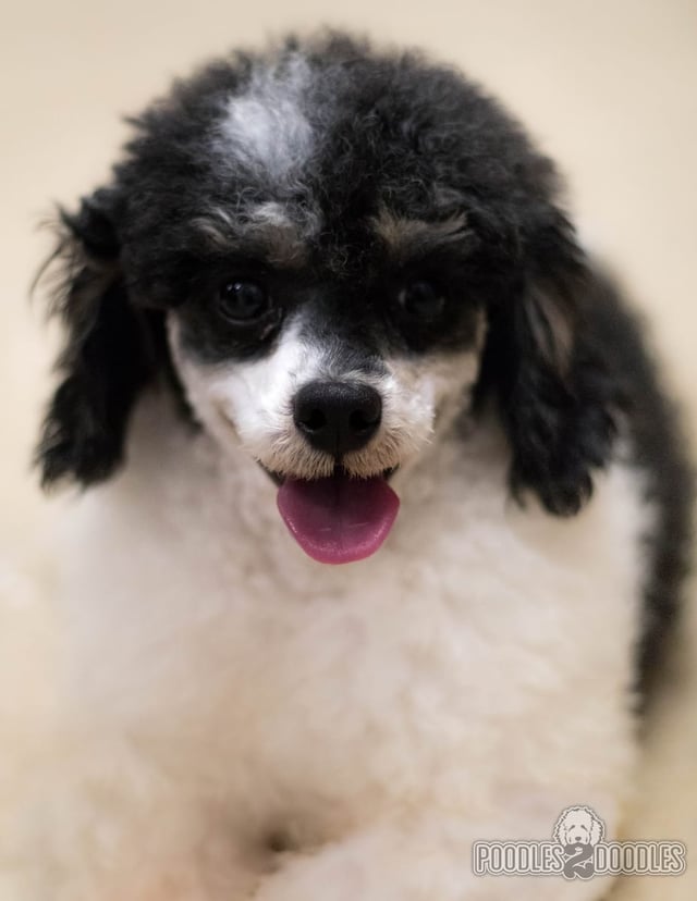 Tyrell is an  Bernese Mountain Dog and a mother here at Poodles 2 Doodles - Best Sheepadoodle and Goldendoodle Breeder in Iowa