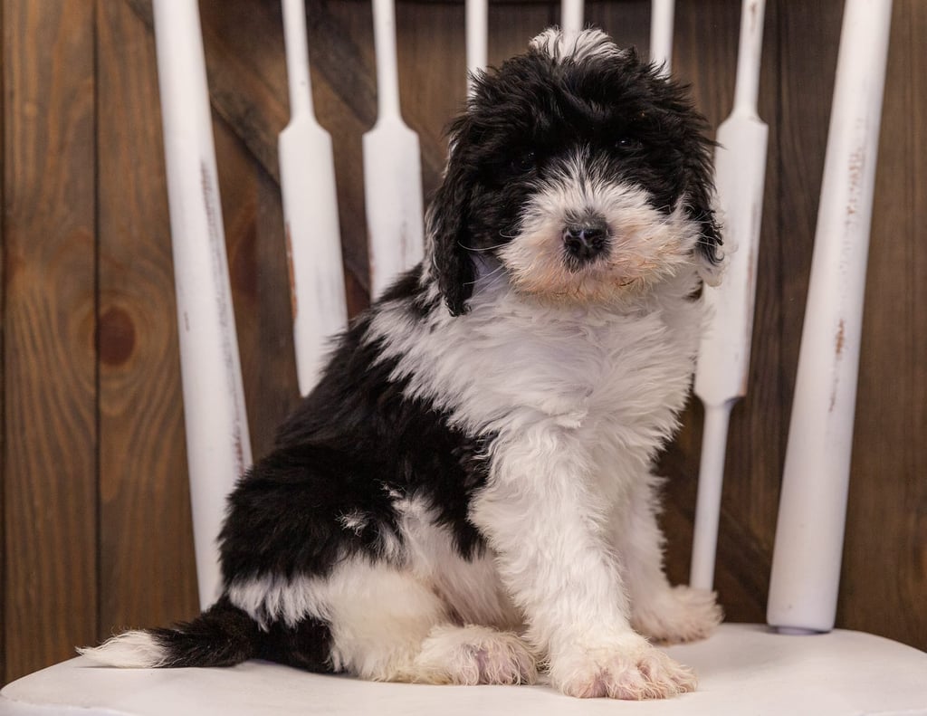 A picture of a Utah, one of our Standard Sheepadoodles puppies that went to their home in Connecticut
