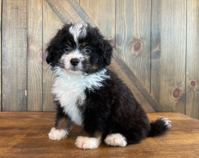 Andy is an F1 Bernedoodle that should have  and is currently living in Nebraska