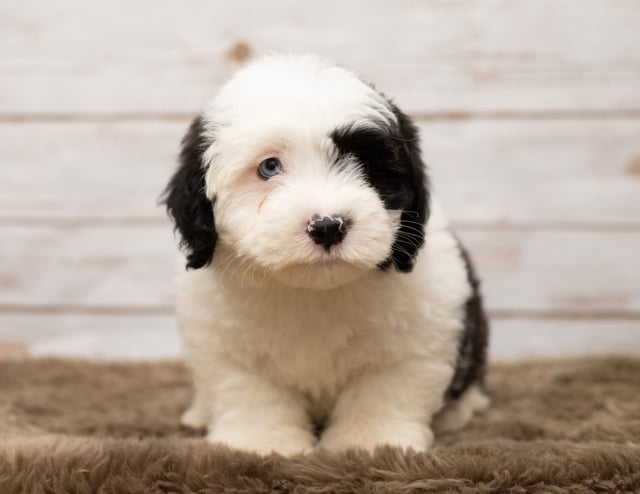 A picture of a Lee, one of our Mini Sheepadoodles puppies that went to their home in Tennessee 