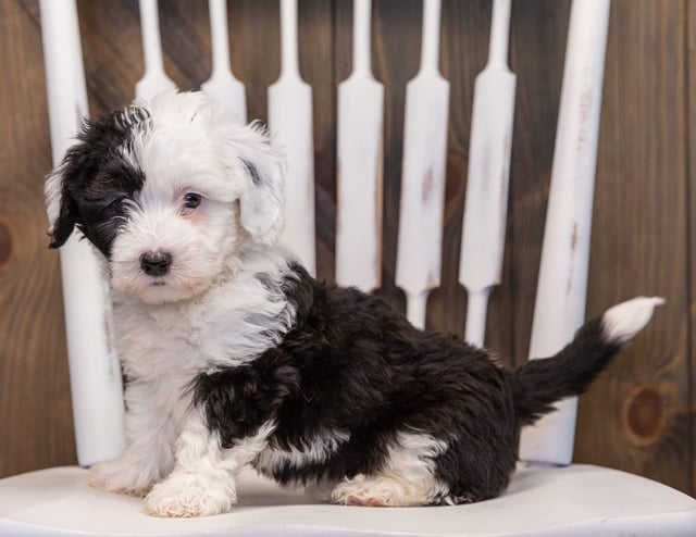 Tilly is an F1 Sheepadoodle that should have  and is currently living in Arizona