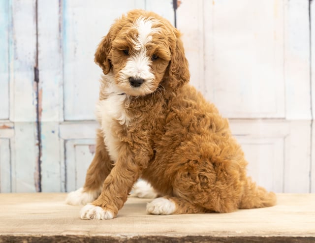 Wona came from Dallas and Scout's litter of F1B Goldendoodles