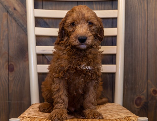Hermes came from Aspen and Reggie's litter of F1 Goldendoodles