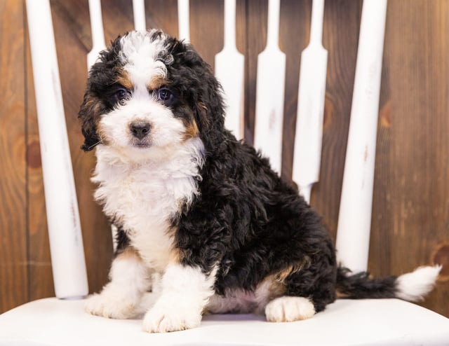 Ivory is an F1 Bernedoodle that should have  and is currently living in Minnesota