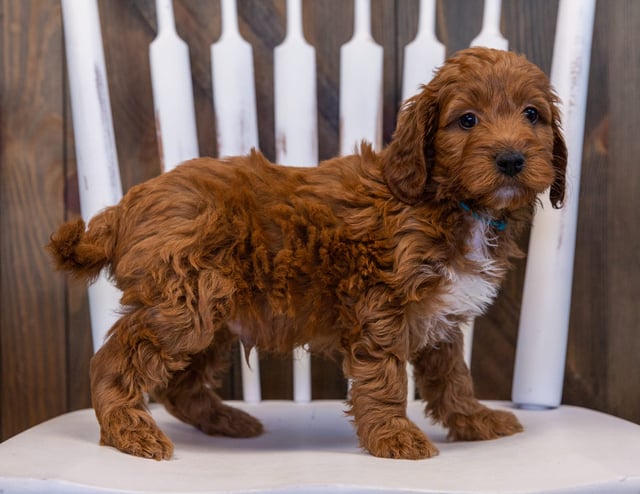 A picture of a Victor, one of our Mini Irish Doodles puppies that went to their home in Iowa