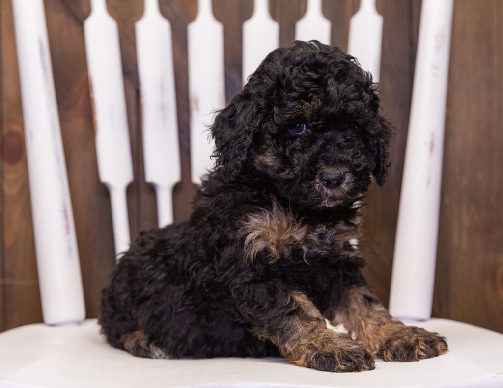 Our cute Mini Poodles available for sale!