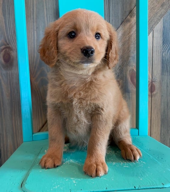 A picture of a Fay, one of our Mini Goldendoodles puppies that went to their home in Iowa