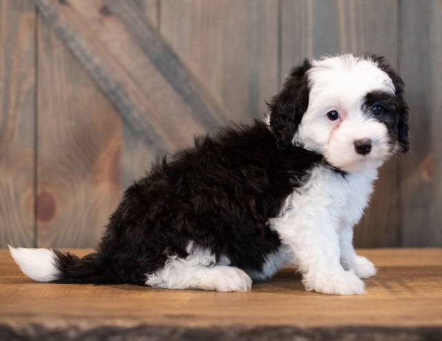 A picture of a Unity, one of our Mini Sheepadoodles puppies that went to their home in Massachusetts