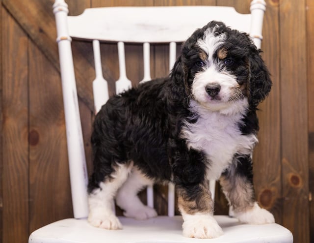 A picture of a Gia, one of our Standard Bernedoodles puppies that went to their home in Illinois