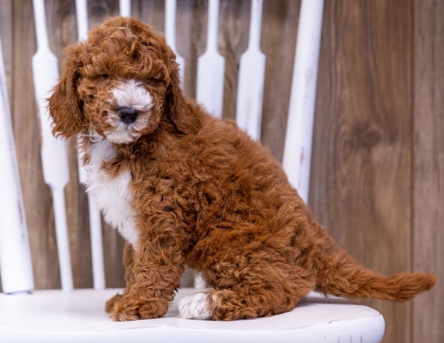 Gunner is an  Poodle that should have  and is currently living in California