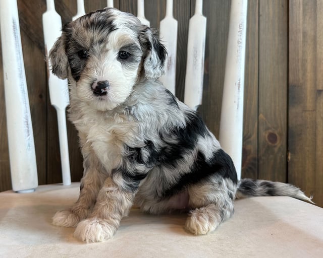 Cami is an F2B Sheepadoodle that should have  and is currently living in Nebraska