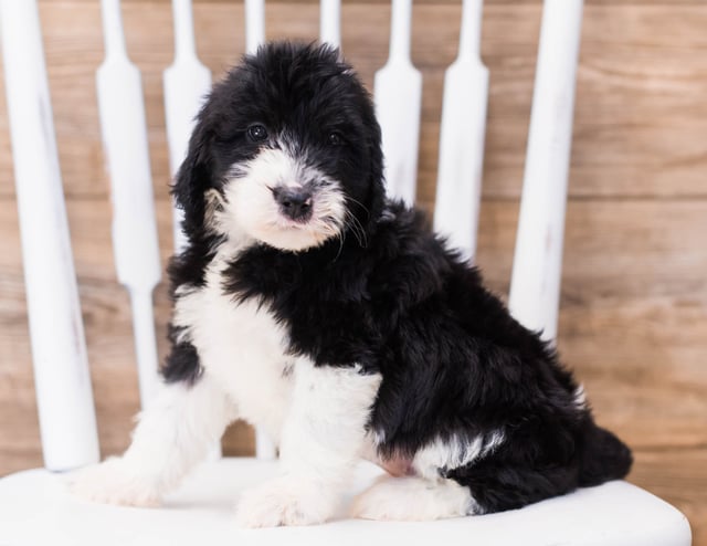 Yalie is an F1 Sheepadoodle that should have  and is currently living in Massachusetts 
