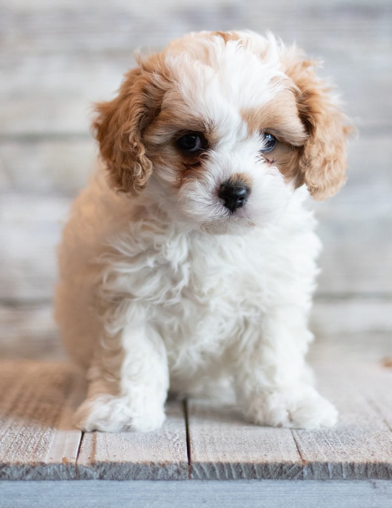 Jab is an F1 Cavapoo that should have  and is currently living in South Dakota