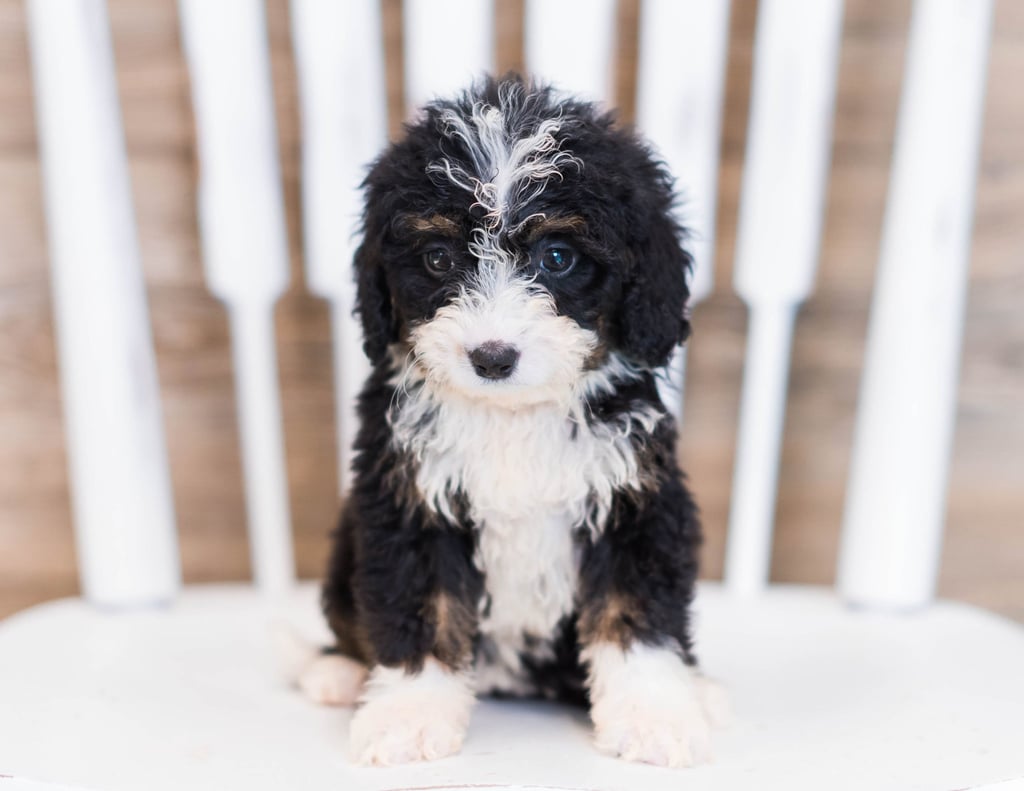 Want to learn more about Bernedoodles? Check out our blog post titled "The New Dog Breed Everyone Seems to Want"