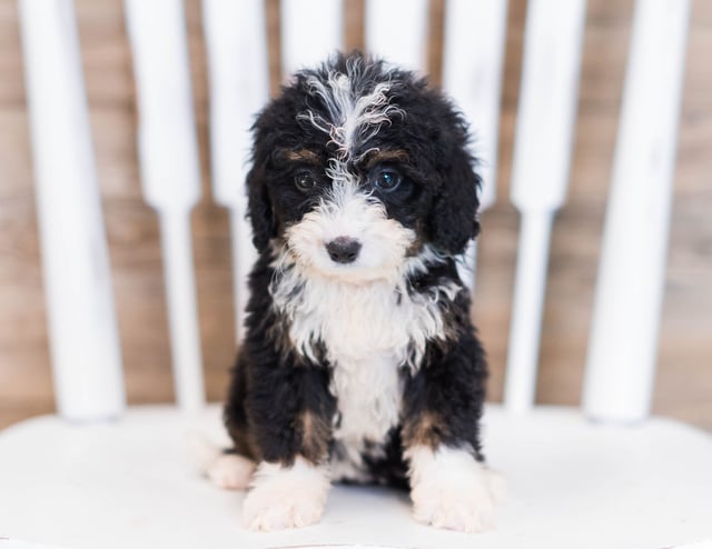 A picture of a Wami, one of our Mini Bernedoodles puppies that went to their home in Iowa 