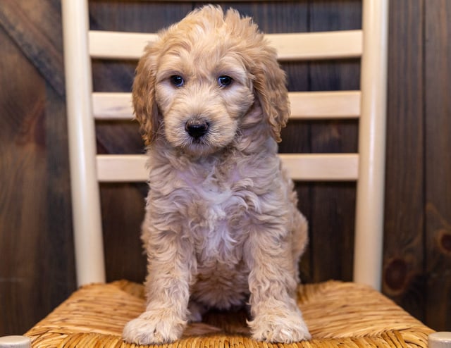 Yasmin came from Maci and Scout's litter of F1B Goldendoodles