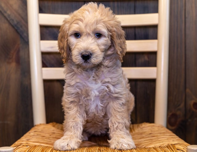 This litter of Goldendoodles are of the F1B generation.