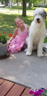 F1 Standard Sheepadoodle