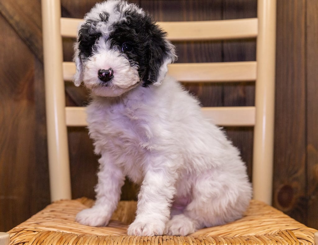 Willow came from Harper and Parker's litter of F1B Sheepadoodles