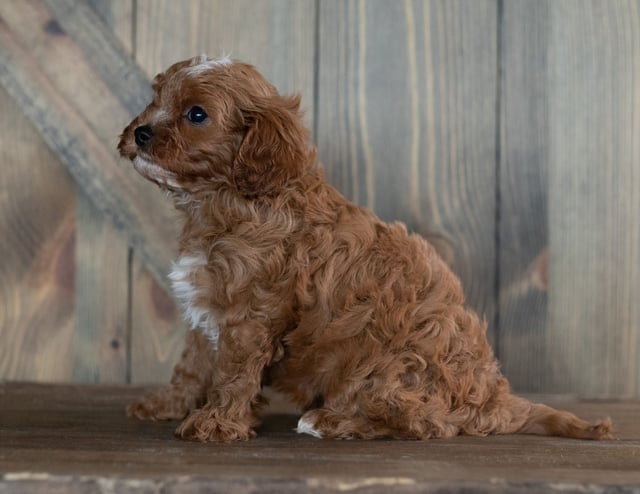 Harold is an F1 Cavapoo that should have  and is currently living in Nebraska