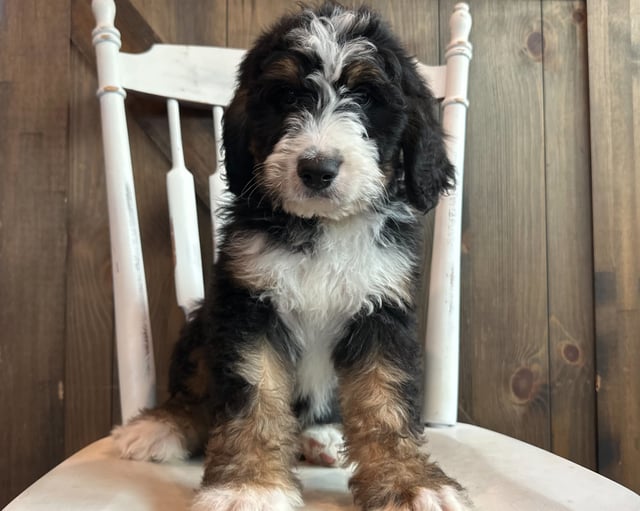 James came from Della and Sawyer's litter of F1 Bernedoodles