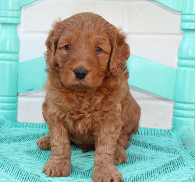 A picture of a Petey, one of our Mini Australian Goldendoodles puppies that went to their home in South Dakota