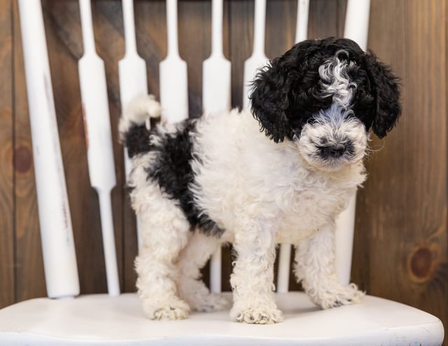 A picture of a Honey, one of our Mini Sheepadoodles puppies that went to their home in Minnesota