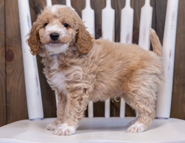 Falcon is an F1BB Bernedoodle that should have  and is currently living in Iowa