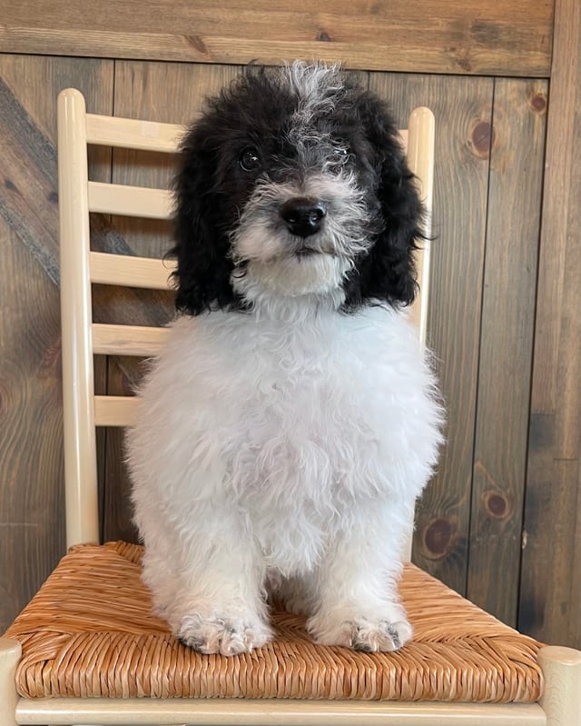 A picture of a Parker, one of our Mini Sheepadoodles puppies that went to their home in Iowa