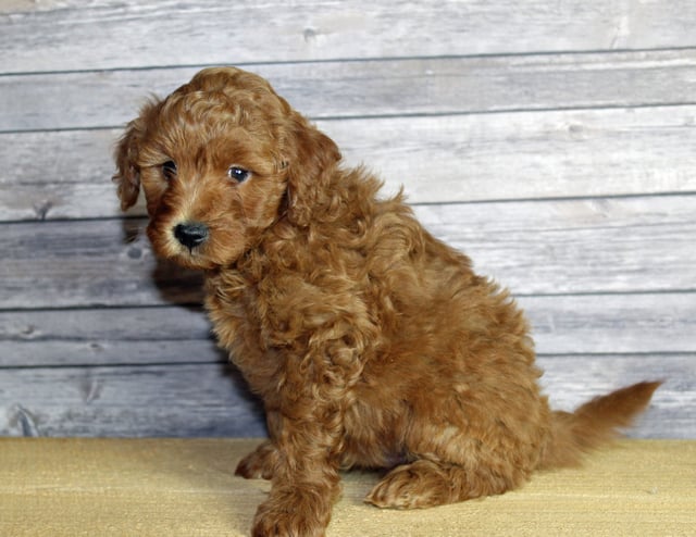 Umar came from Penny and Taylor's litter of F1B Goldendoodles