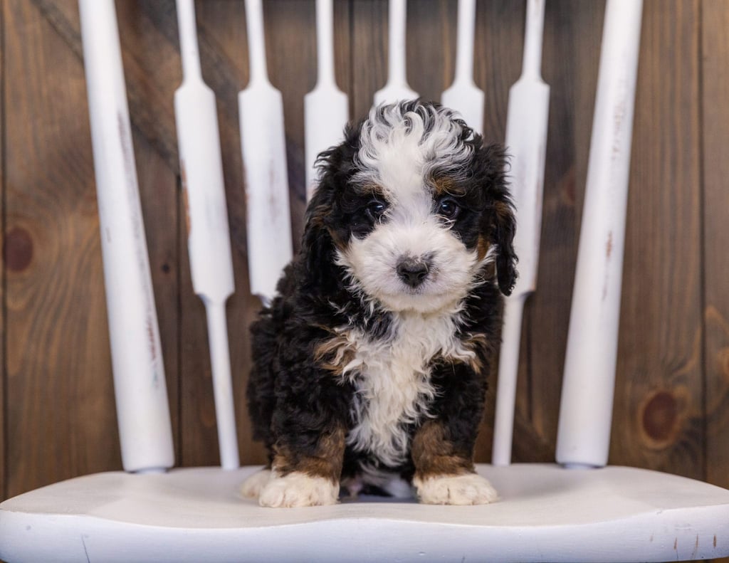 Ian came from Willow and Stanley's litter of F1 Bernedoodles