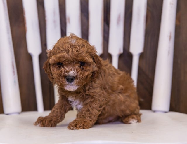Quero came from Cali and Reggie's litter of F1B Cavapoos