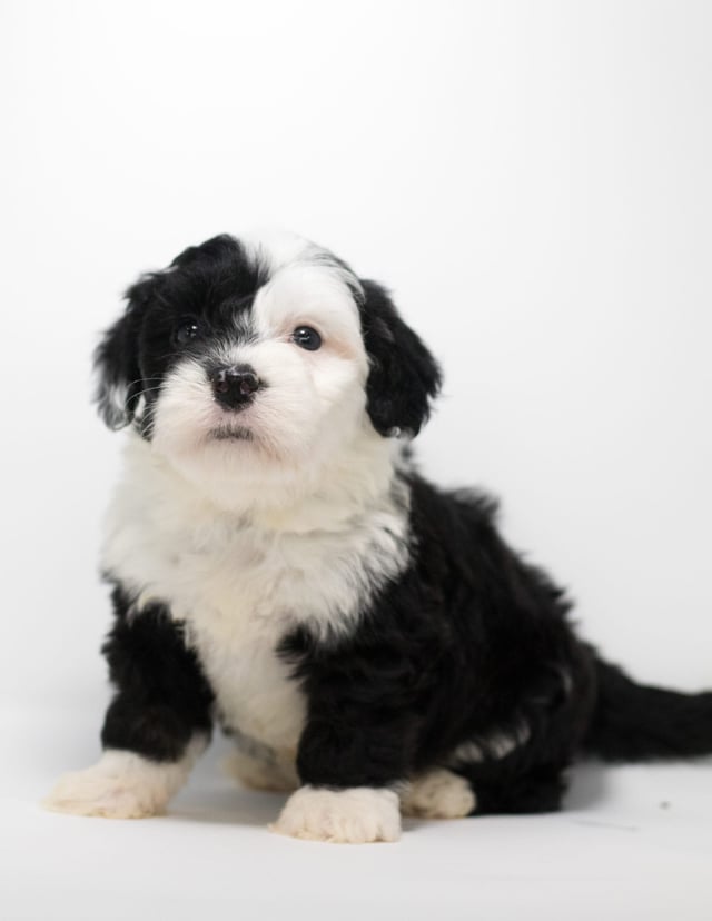Geo is an F1 Sheepadoodle for sale in Iowa.