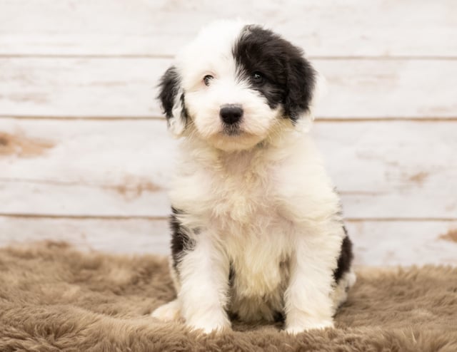 May came from Tuxxy and Bentley's litter of F1 Sheepadoodles