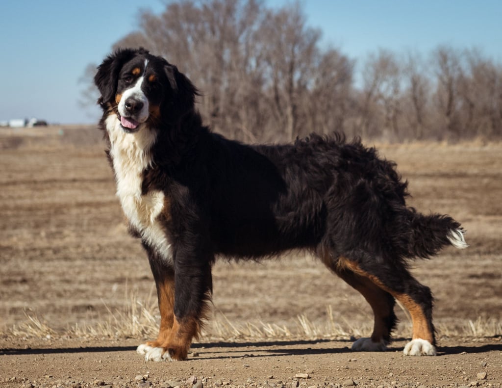 A picture of one of our Bernese Mountain Dog mother's, Sasha.
