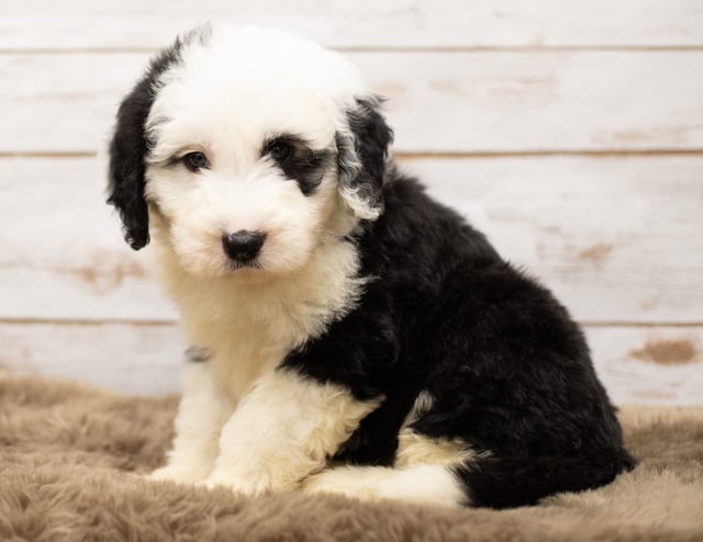 Mo is an F1 Sheepadoodle for sale in Iowa.