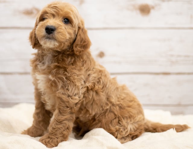 A picture of a Karel, one of our Mini Goldendoodles puppies that went to their home in Virginia