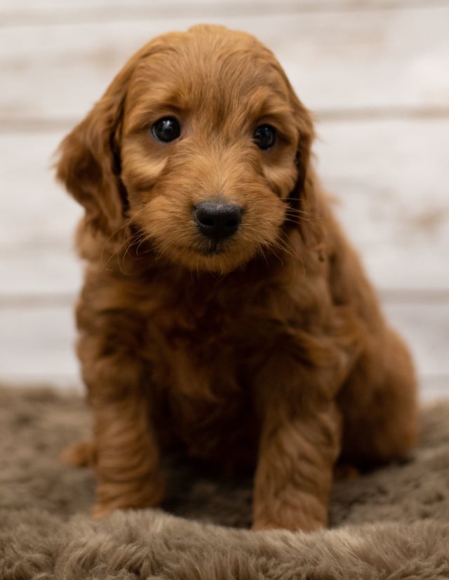 A picture of a Holly, a gorgeous Mini Goldendoodles for sale