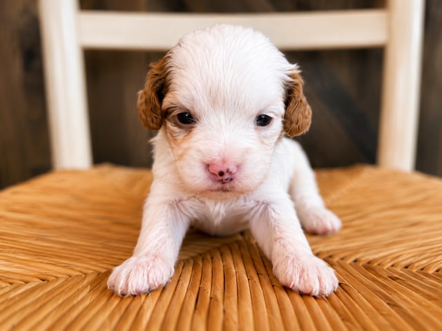 A picture of a Faye, a gorgeous Petite Cavapoos for sale