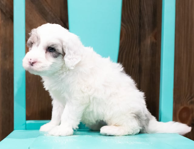 Edge is an F1 Sheepadoodle that should have  and is currently living in Minnesota