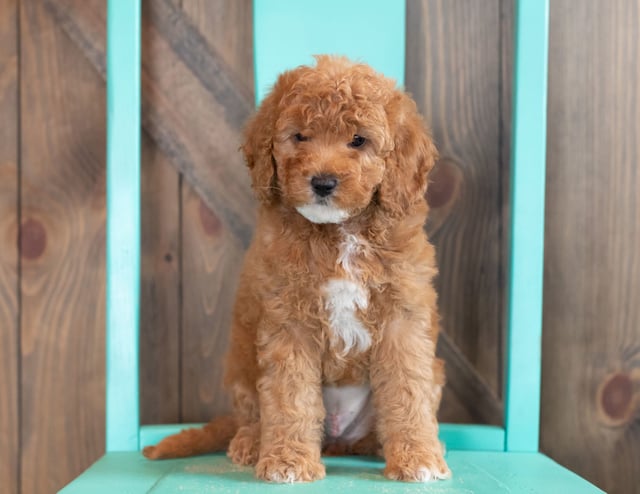 A picture of a Winter, one of our Mini Goldendoodles puppies that went to their home in Nebraska