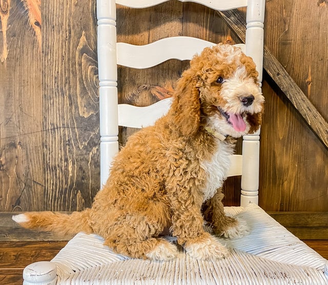 A picture of a Wally, one of our Mini Goldendoodles puppies that went to their home in California