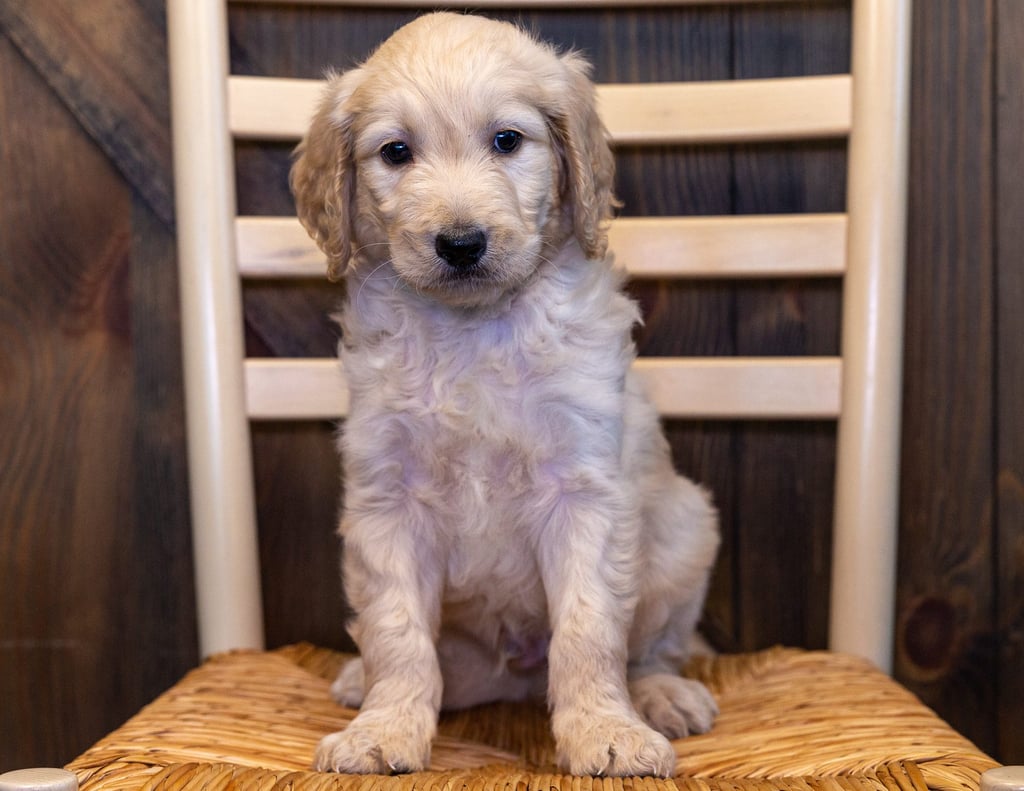 Yetta came from Maci and Scout's litter of F1B Goldendoodles
