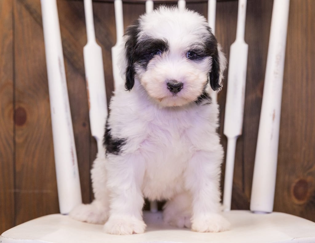 Flame came from Shandy and Bentley's litter of F1 Sheepadoodles