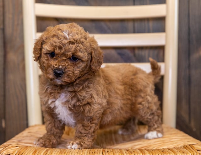 Zaida is an F1B Goldendoodle that should have  and is currently living in Nebraska